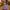 Encanto Isabela Inspired Dress Up Outfit