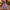 Encanto Isabela Inspired Dress Up Outfit
