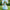 Cinderella-Inspired Gown – Lace Bodice & Tulle Skirt