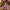 Encanto Isabela Inspired Dress Up Outfit